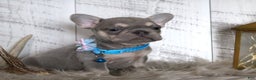 French Bulldog dogs for sale: Stitch - Ad 2