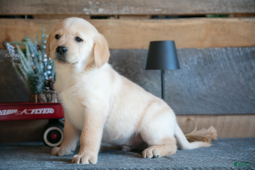 Goldador dogs for sale: Patrick - Ad 1