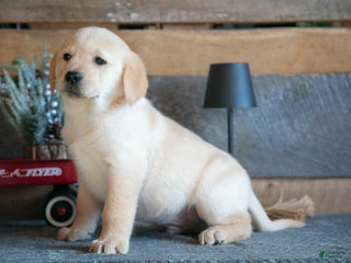 Goldador dogs Patrick - Ad 10