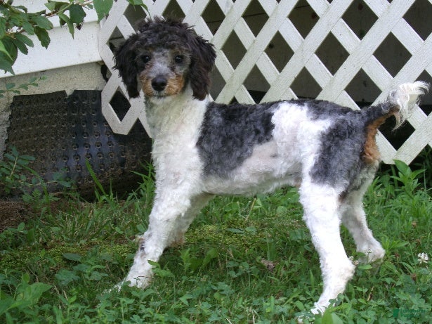 Miniature Poodle dogs Oscar - Ad 1