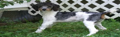 Oscar