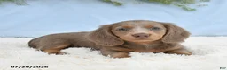 Miniature Dachshund dogs for sale: Tyler - Ad 2