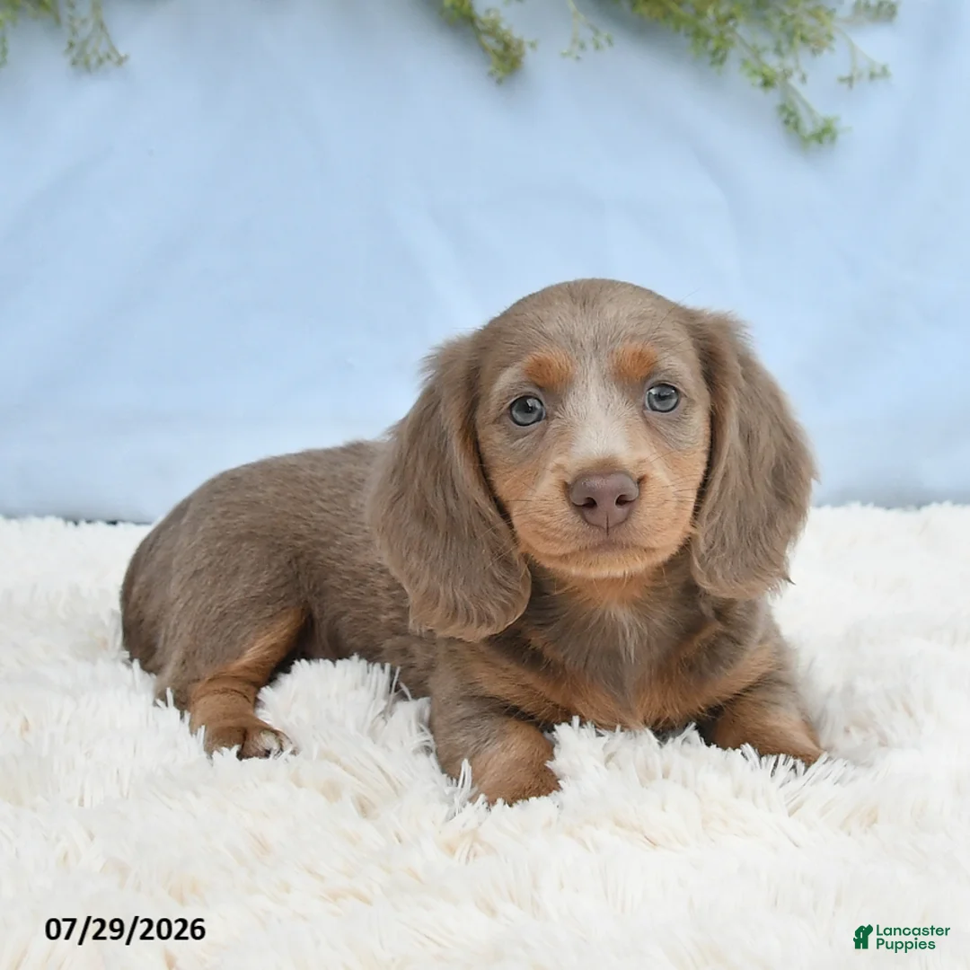 Miniature Dachshund dogs for sale: Tyler - Ad 2