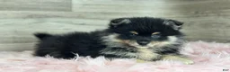 Pomsky dogs for sale: Sawyer - Ad 3