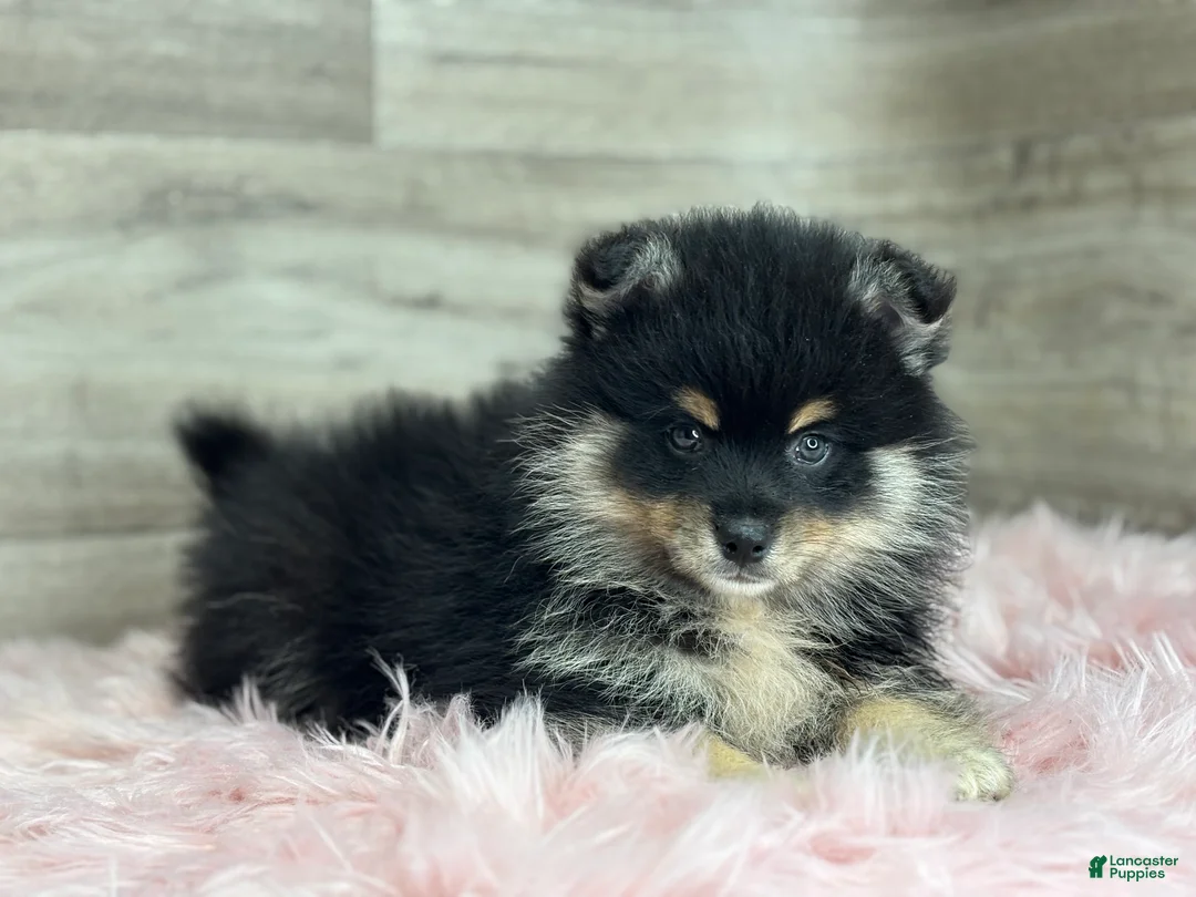 Pomsky dogs for sale: Sawyer - Ad 3