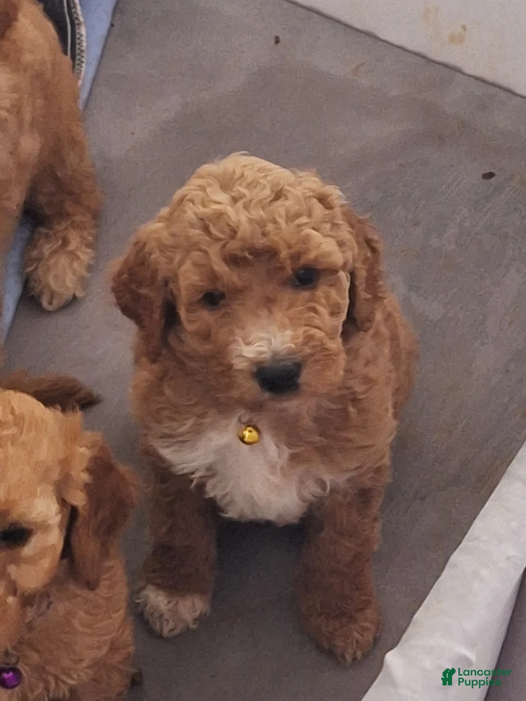 Goldendoodle dogs for sale: Goldendoodle Puppy 3 - Ad 1