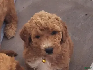 Goldendoodle dogs for sale: Goldendoodle Puppy 3 - Ad 3