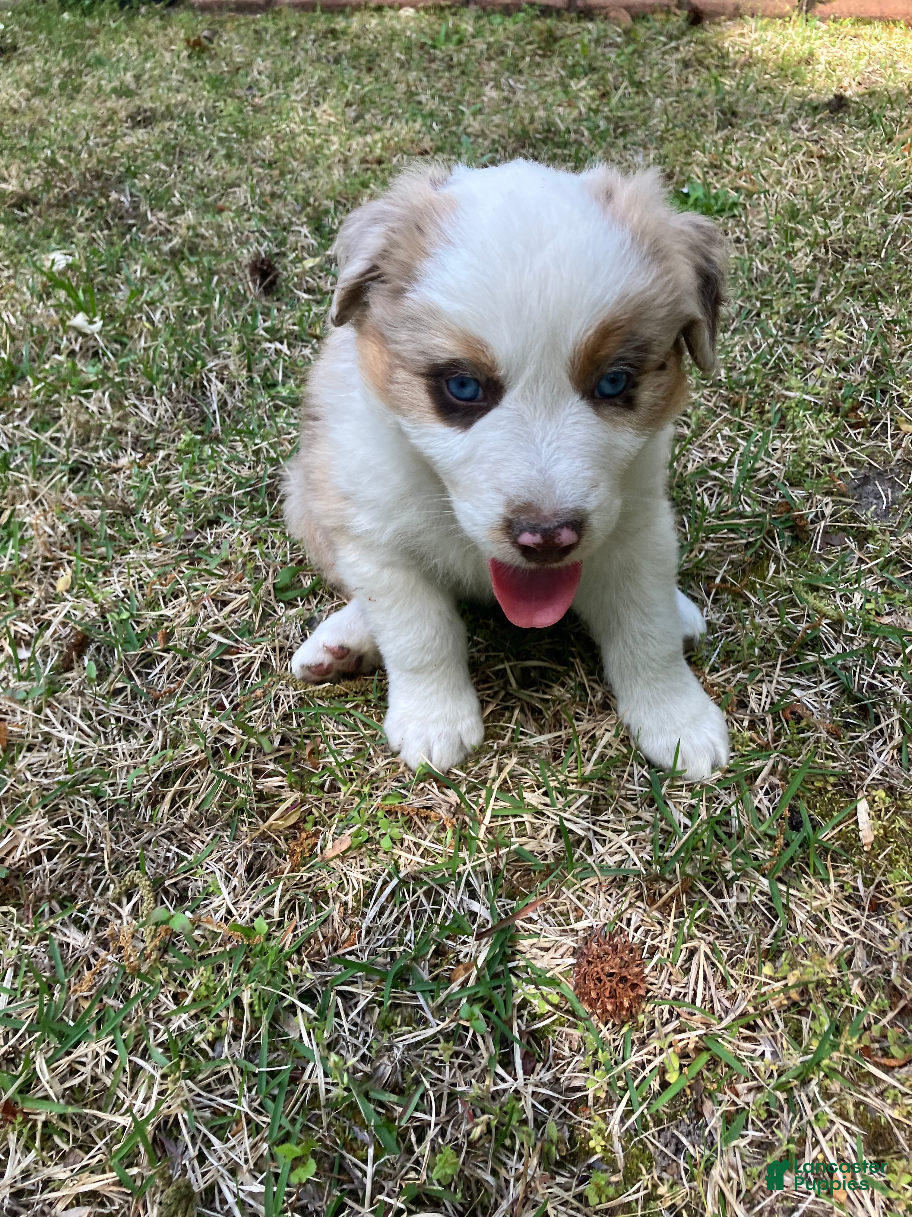 Australian Shepherd dogs Grizzly - Ad 2