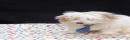 Maltipoo dogs for sale: Sage - Ad 11