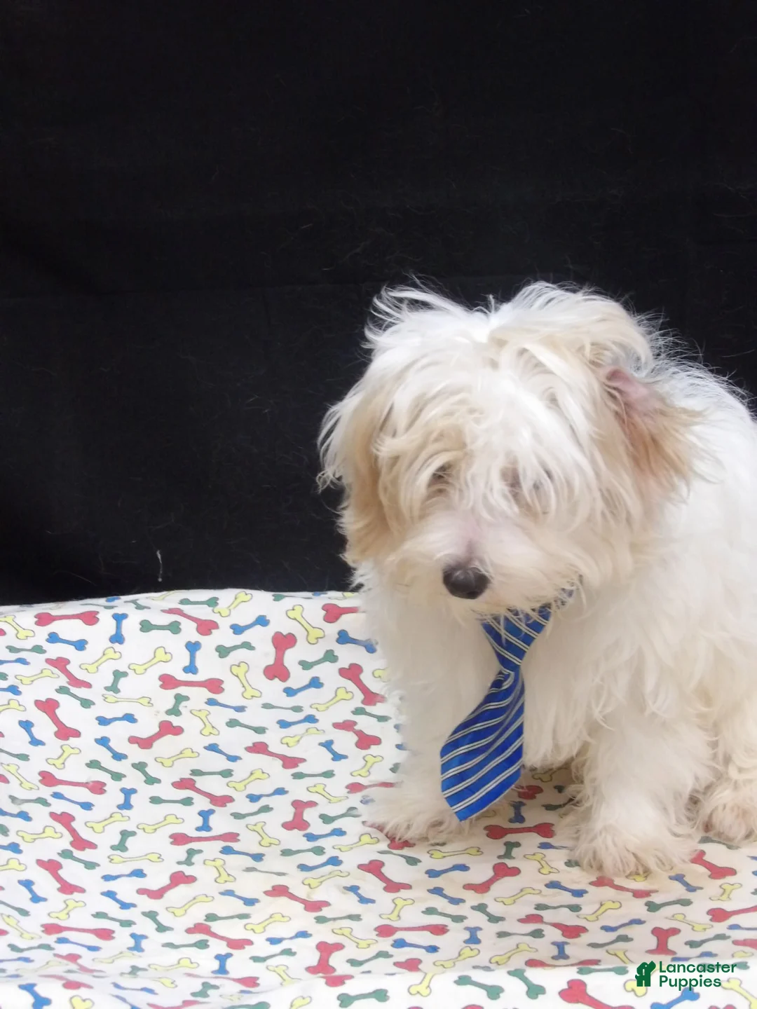 Maltipoo dogs for sale: Sage - Ad 11