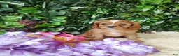Cavalier King Charles Spaniel dogs for sale: Trixie  - Ad 5