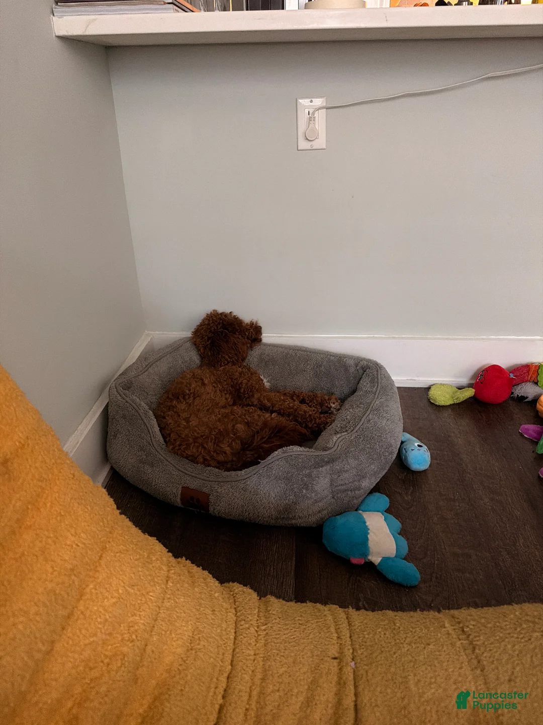 Miniature Poodle dogs for sale: Miniature Poodle 1 - Ad 2
