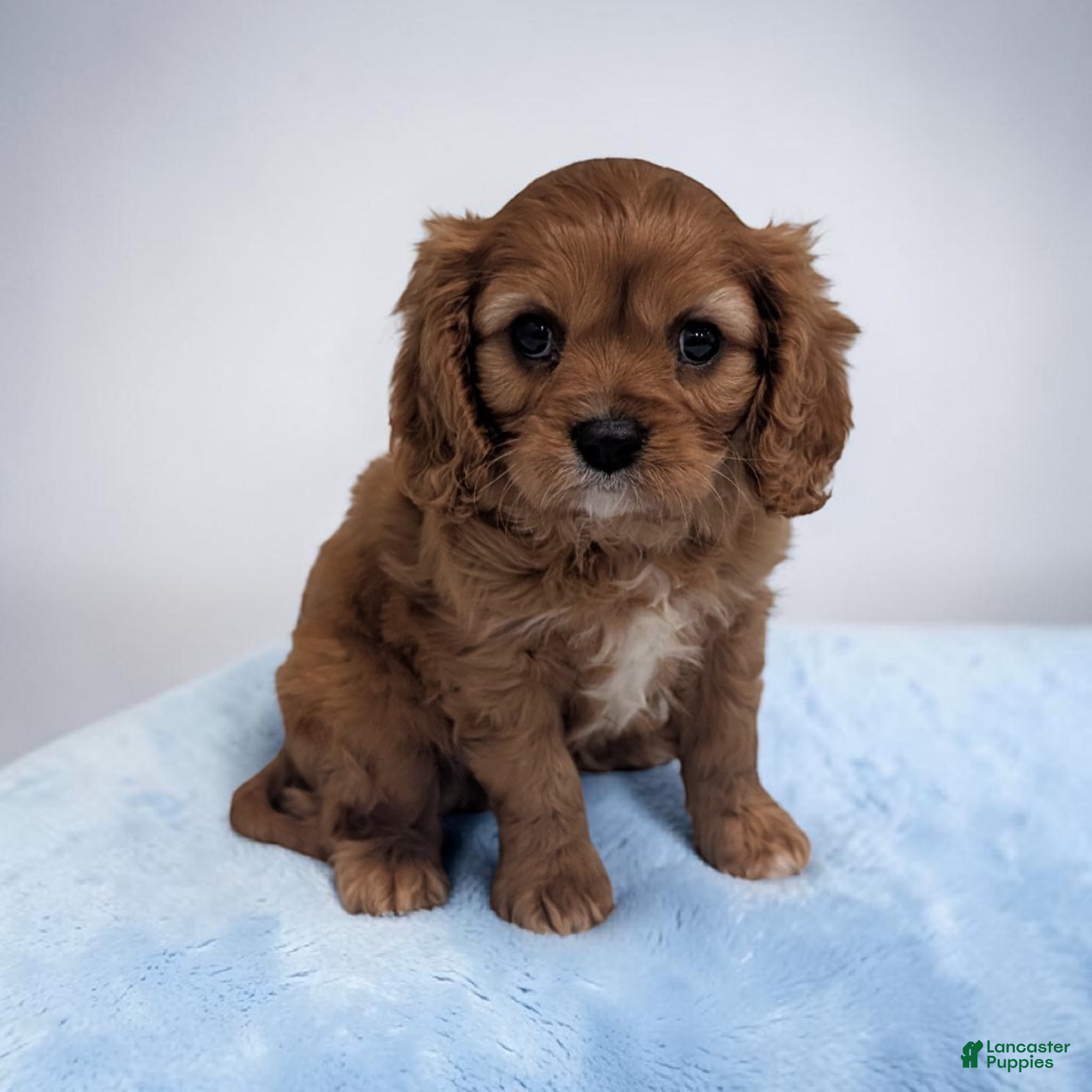 Cavalier King Charles Spaniel dogs Cleo - Ad 1
