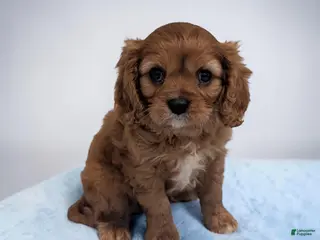 Cavalier King Charles Spaniel dogs for sale: Cleo - Ad 1