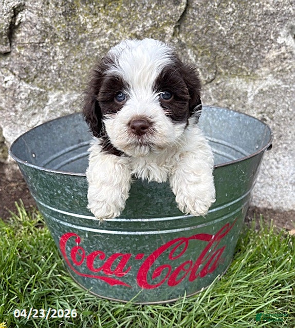 Havanese dogs Amber - Ad 2