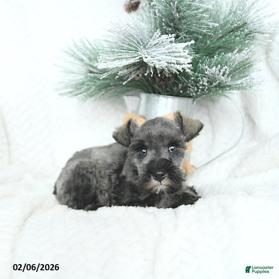 Miniature Schnauzer dogs Macy - Ad 2