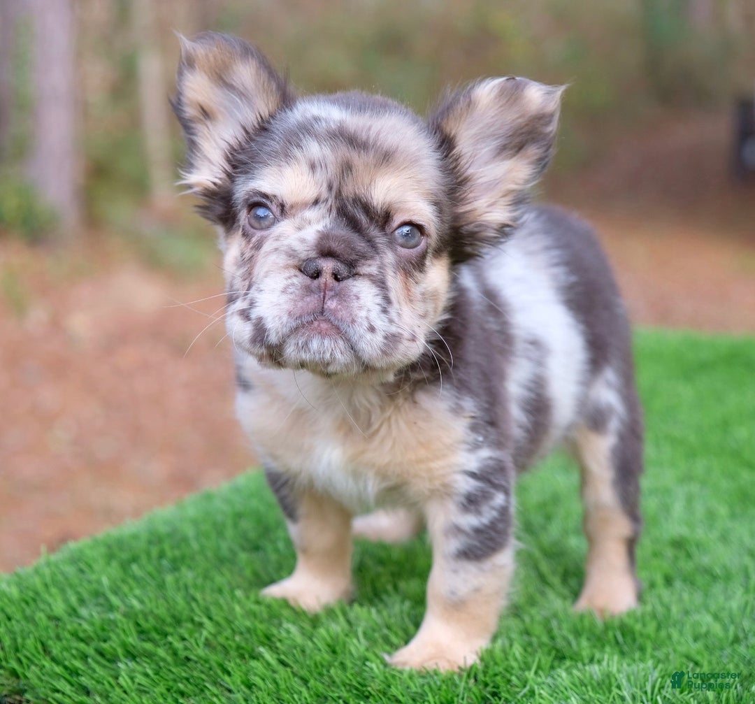 French Bulldog dogs for sale: French Bulldog Puppy 1 - Ad 2