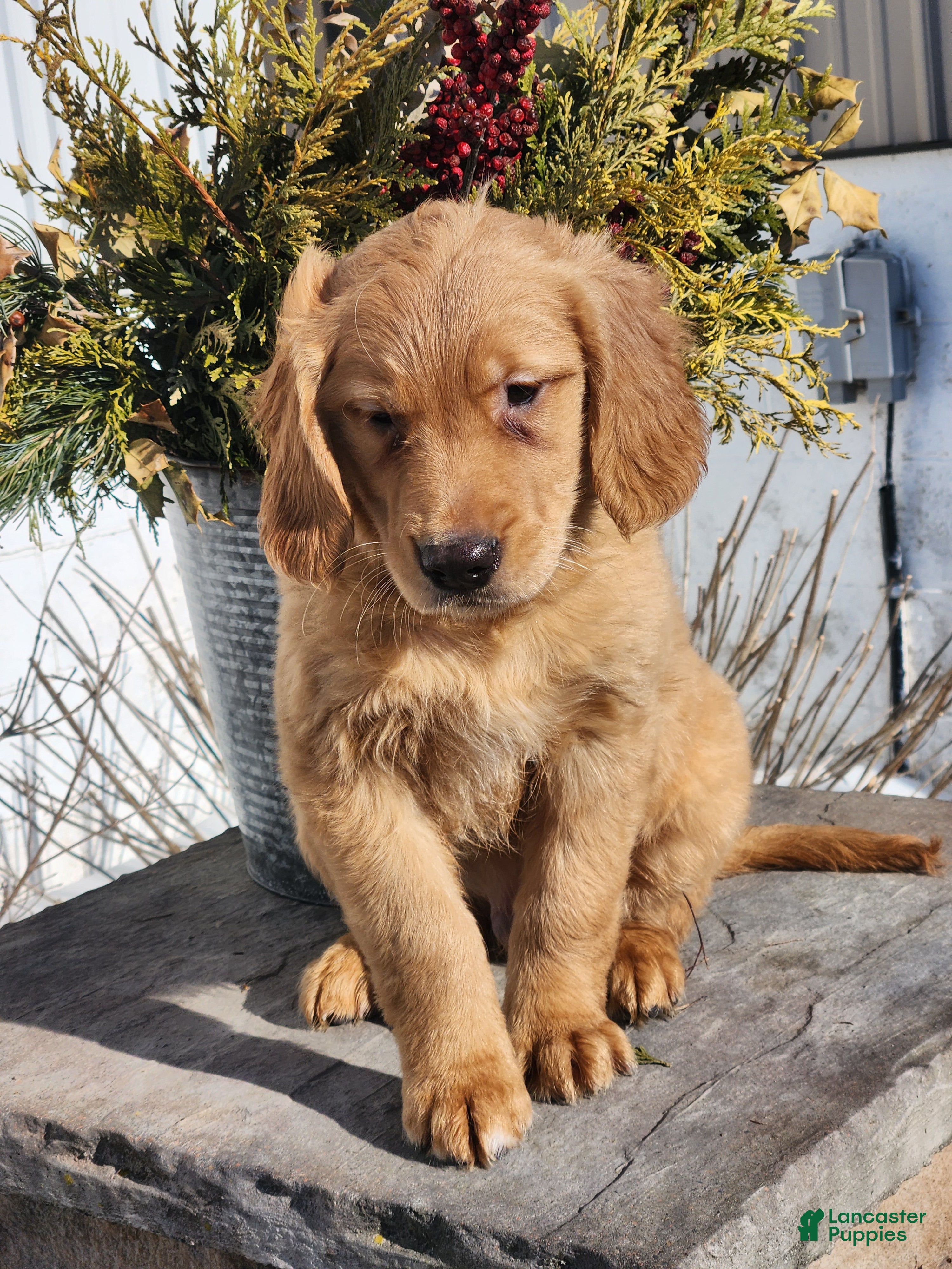 Golden Retriever dogs Rick - Ad 29