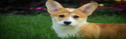 Welsh Corgi Pembroke dogs for sale: Mila Welsh Corgi Pembroke  - Ad 4
