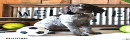 German Shorthaired Pointer dogs for sale: Britney - Ad 4
