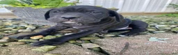 Cane Corso dogs for sale: Jennifer - Ad 7