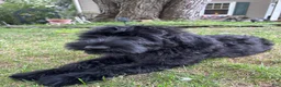 Giant Schnauzer dogs for sale: Mouse - Ad 19