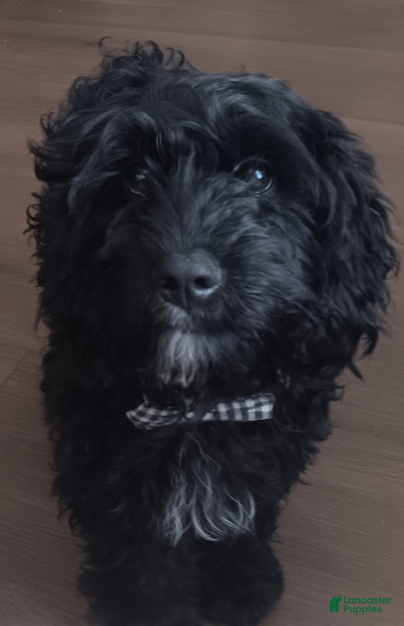 Cavapoo dogs Cavapoo Puppy 1 - Ad 2
