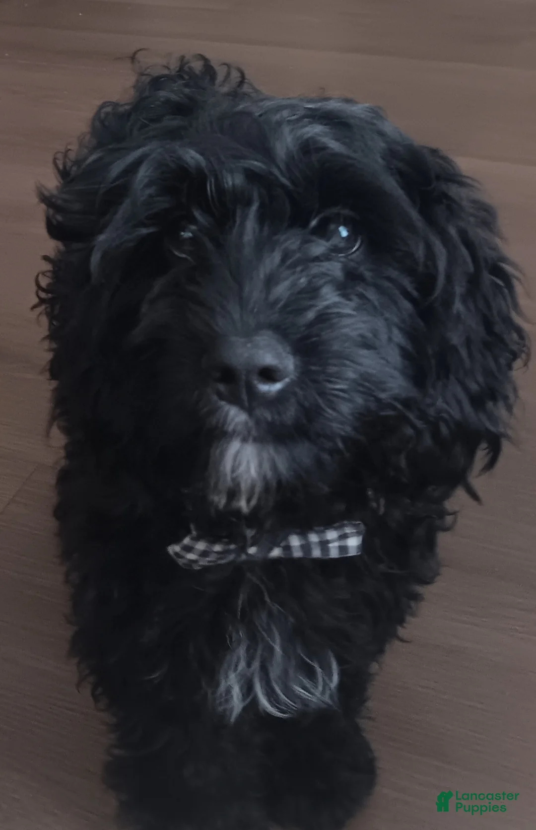 Cavapoo dogs for sale: Cavapoo Puppy 1 - Ad 2