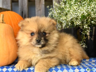 Pomeranian dogs - Ad 37