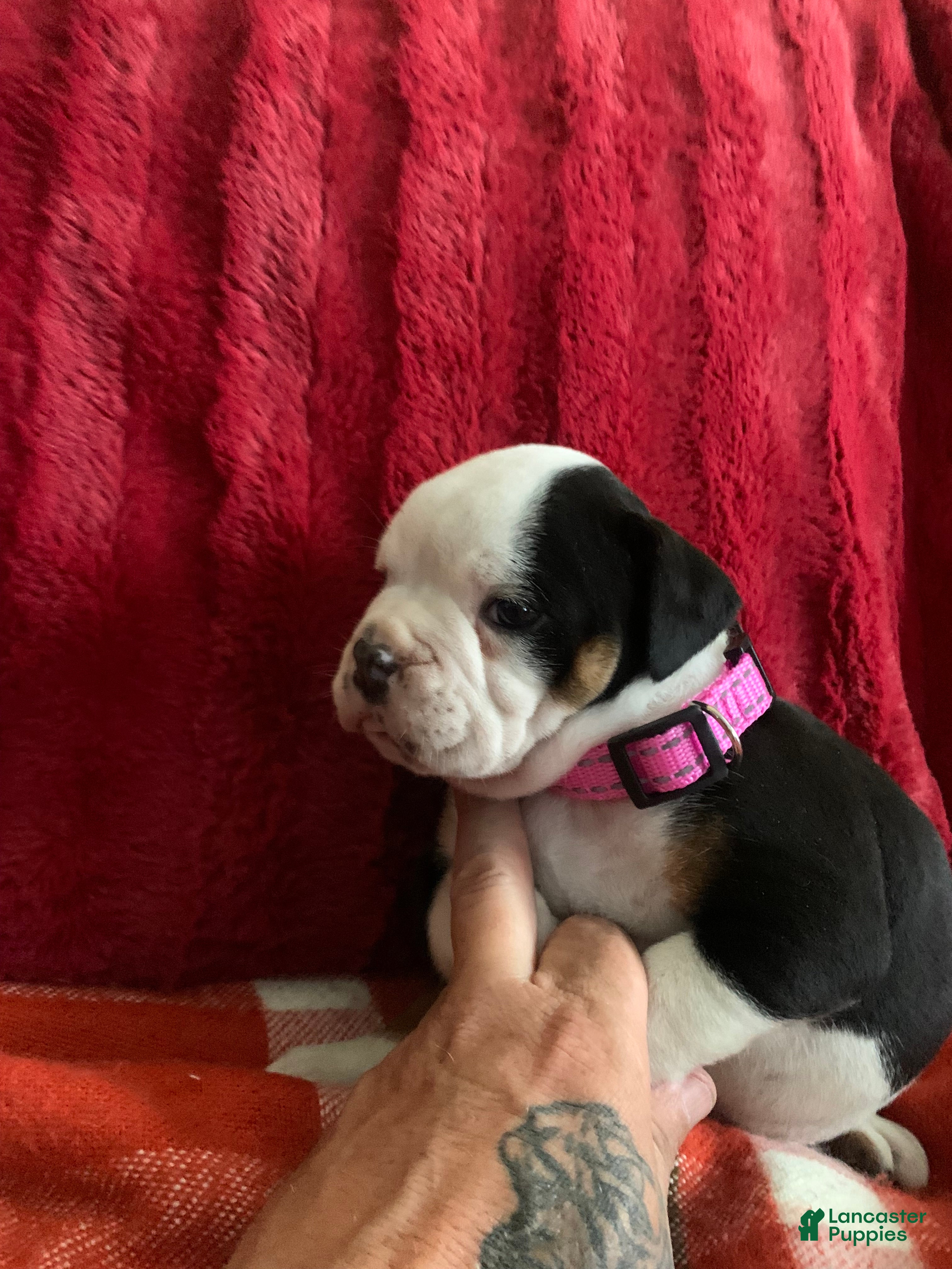 English Bulldog dogs English Bulldog 3 - Ad 10