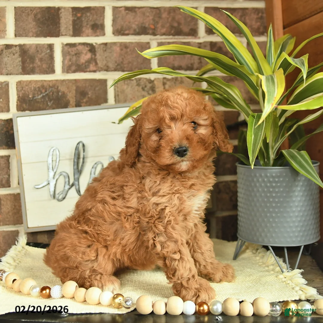 Mixed Breed dogs for sale: Olive  - Ad 3