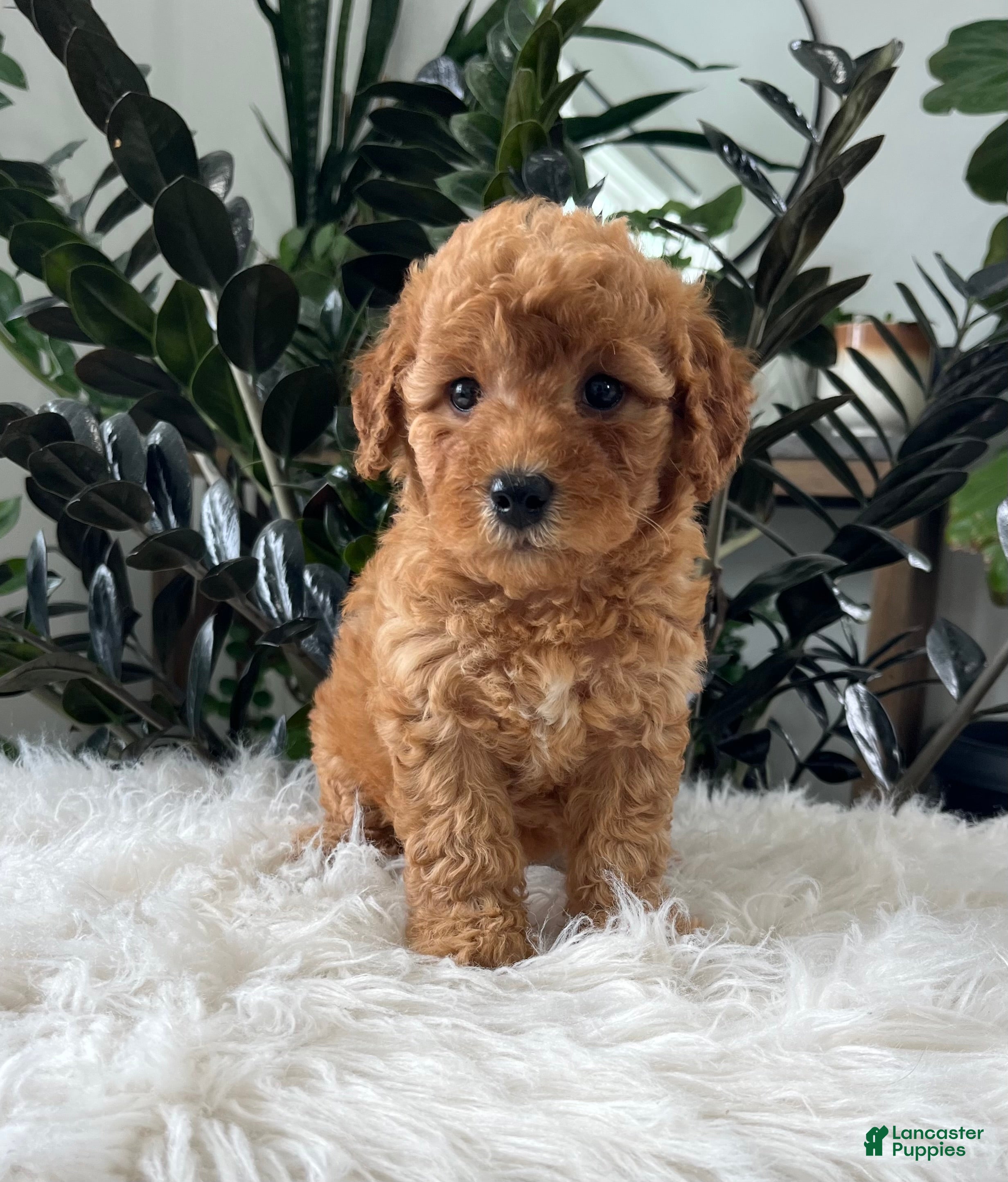 Mini Goldendoodle dogs Button - Ad 1