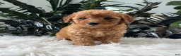 Mini Goldendoodle dogs for sale: Button - Ad 1