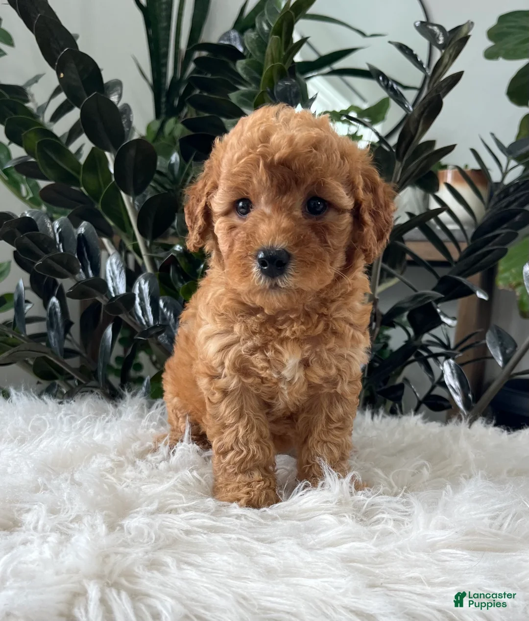Mini Goldendoodle dogs for sale: Button - Ad 1