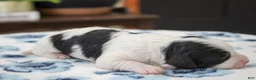 Mini Bernedoodle dogs for sale: Teagan - Ad 10