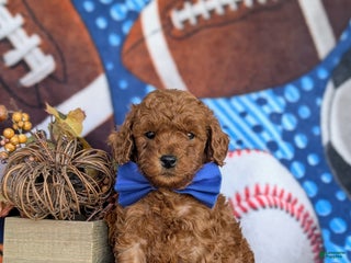 Miniature Labradoodle dogs - Ad 31