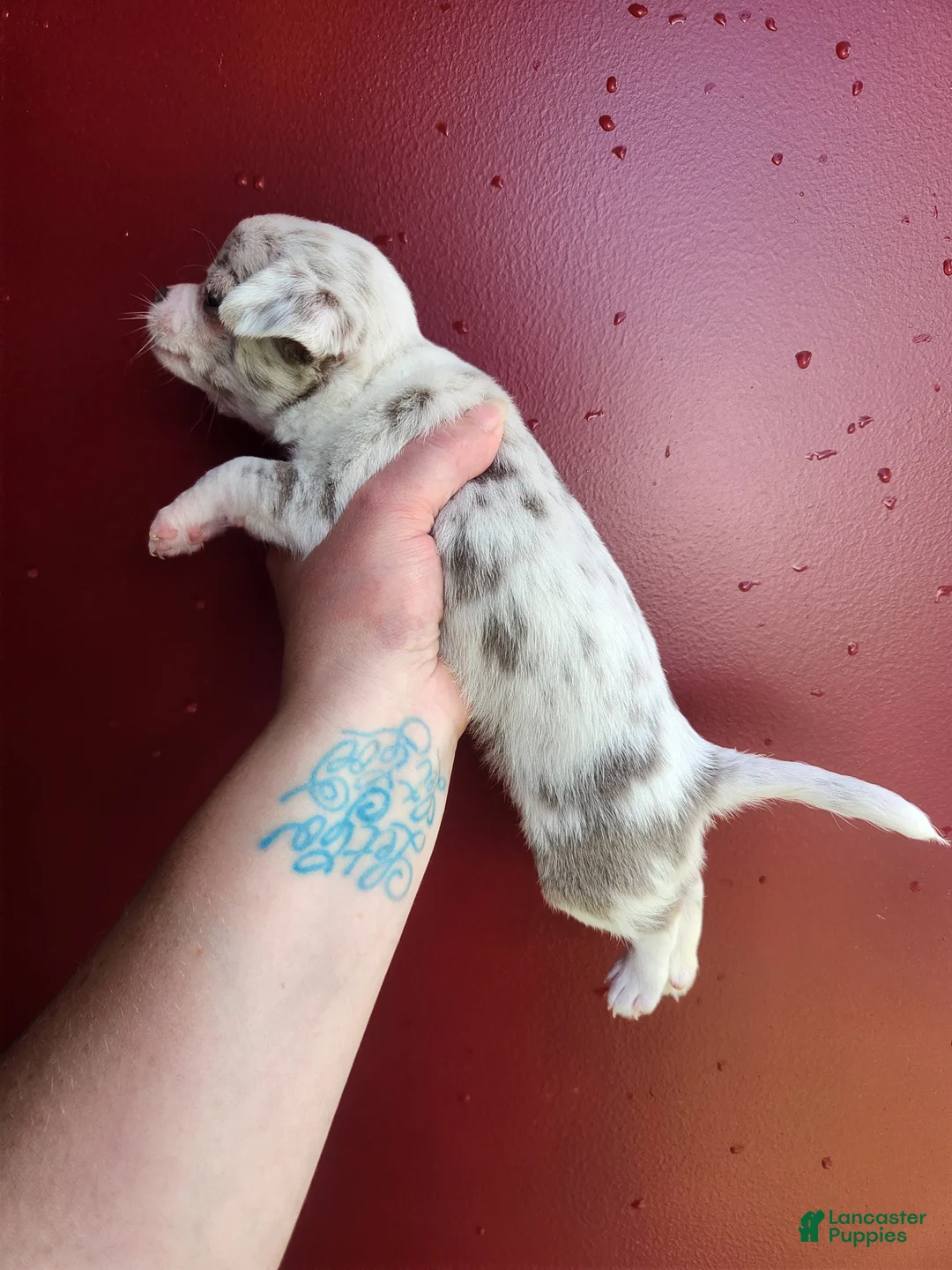 Chihuahua dogs for sale: SPRINKELS  - Ad 2