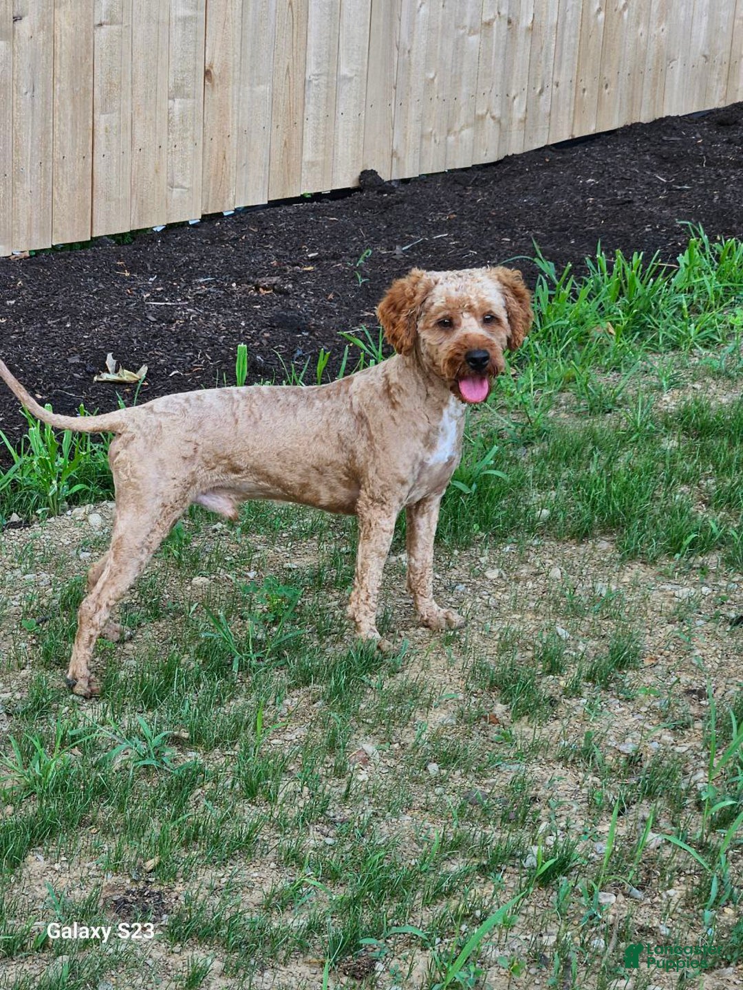 Mini Goldendoodle dogs for sale: Furry  - Ad 5