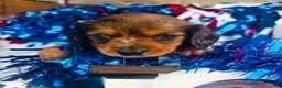 Miniature Dachshund dogs for sale: Dixie (Longhair) - Ad 6