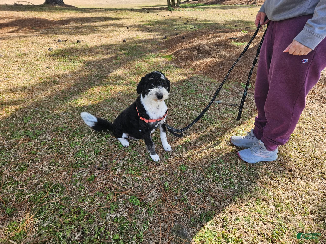 Mini Bernedoodle dogs for sale: F1b Gabby - Ad 5