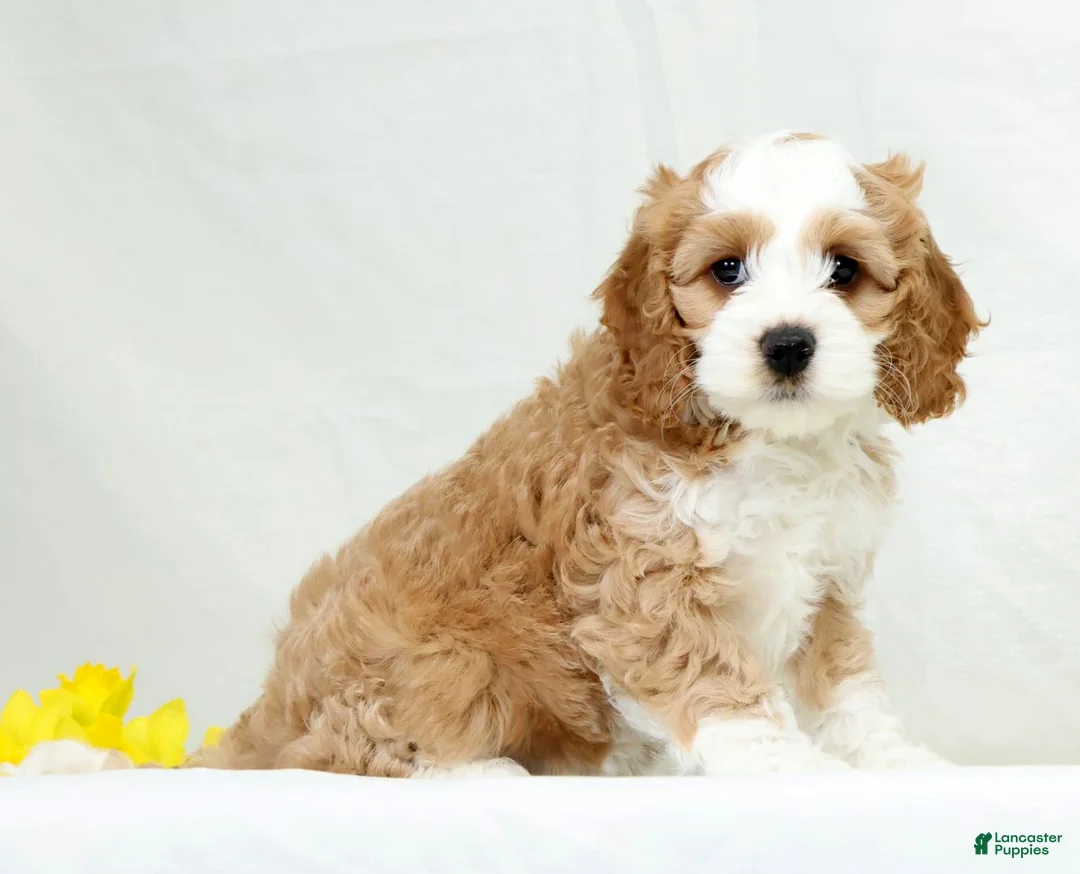 Cockapoo dogs for sale: Butter Cup - Ad 1