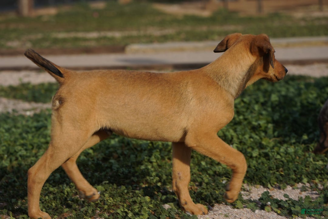 Mixed Breed dogs for sale: Fawnish Sable M RT - Ad 14