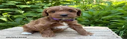 Goldendoodle dogs for sale: Allie - Ad 3