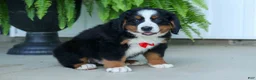 Bernese Mountain Dog dogs for sale: SPIKE - Ad 15