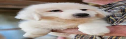 Great Pyrenees dogs for sale: Great Pyrenees  - Ad 9