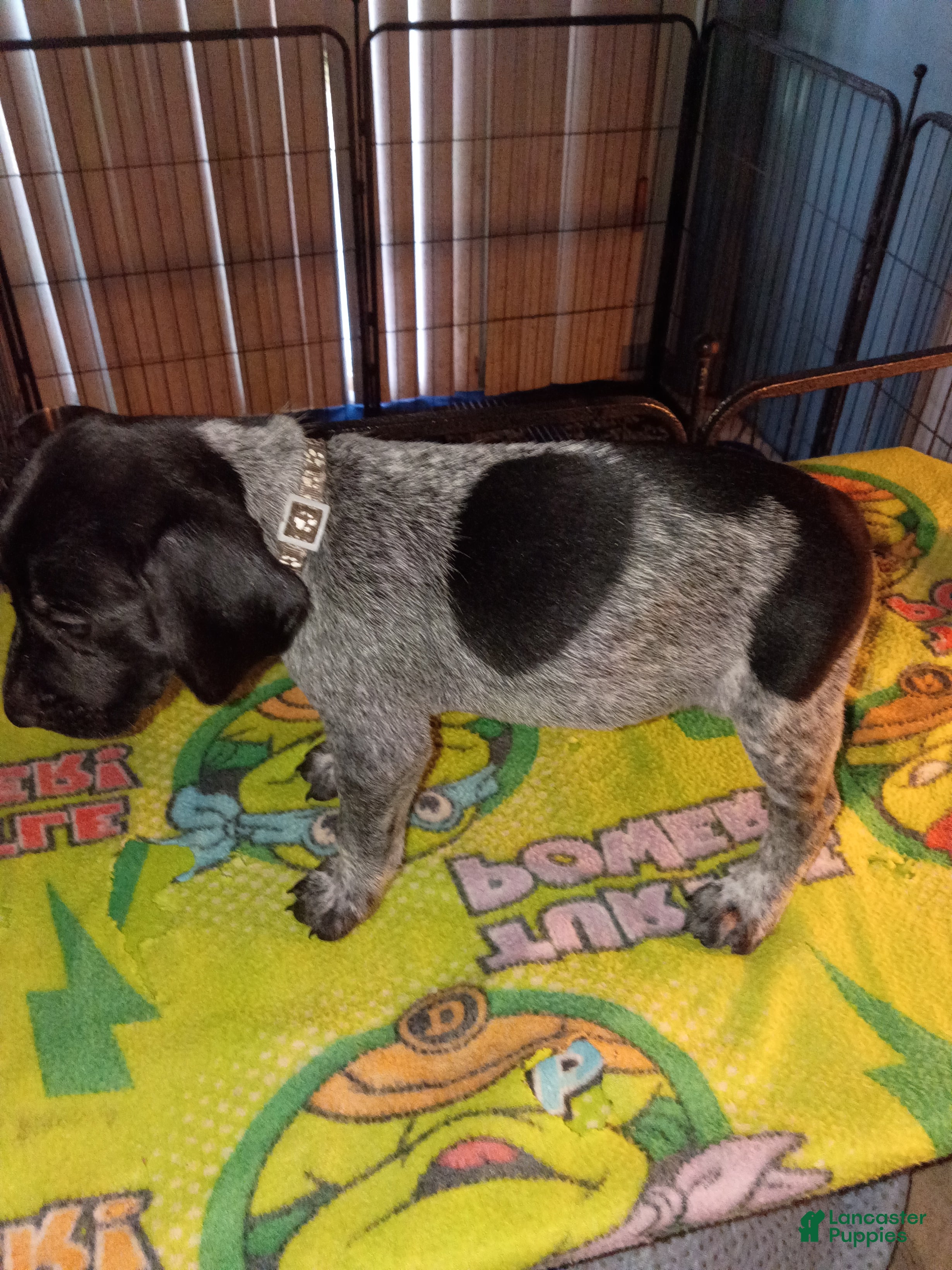 German Shorthaired Pointer dogs German Shorthaired Pointer 3 - Ad 5