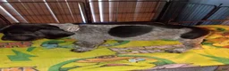 German Shorthaired Pointer dogs for sale: German Shorthaired Pointer 3 - Ad 1