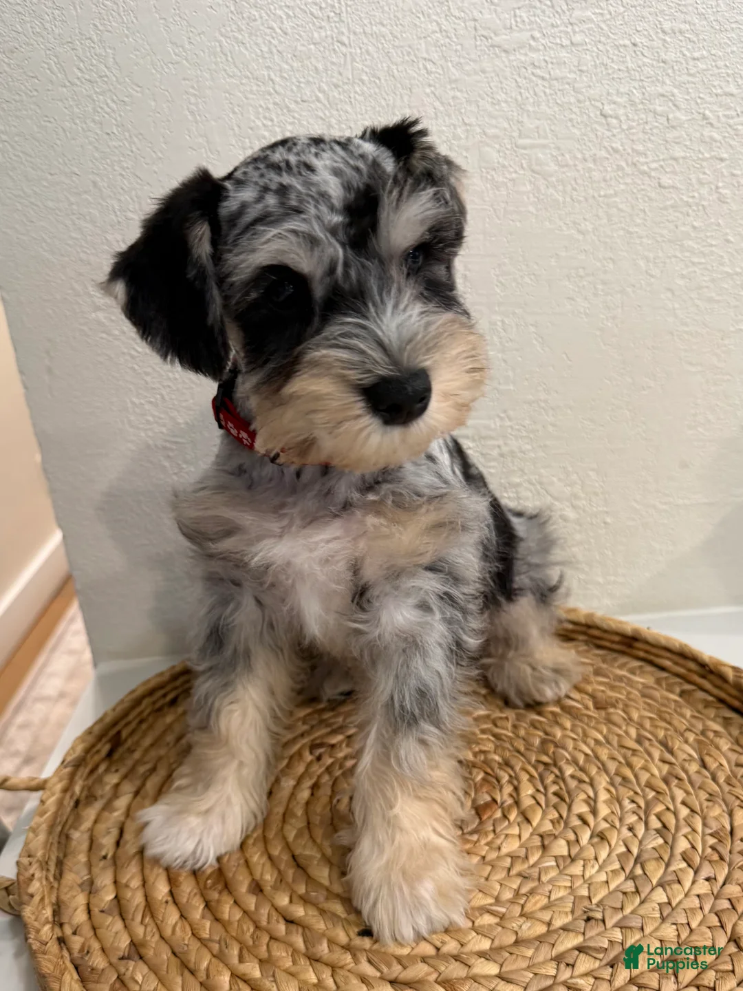 Miniature Schnauzer dogs for sale: Benji - Ad 2