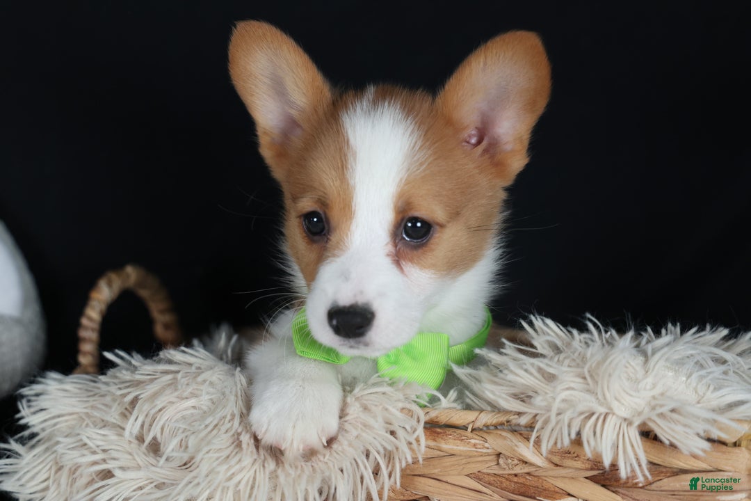Welsh Corgi Pembroke dogs for sale: Hudson - Ad 4