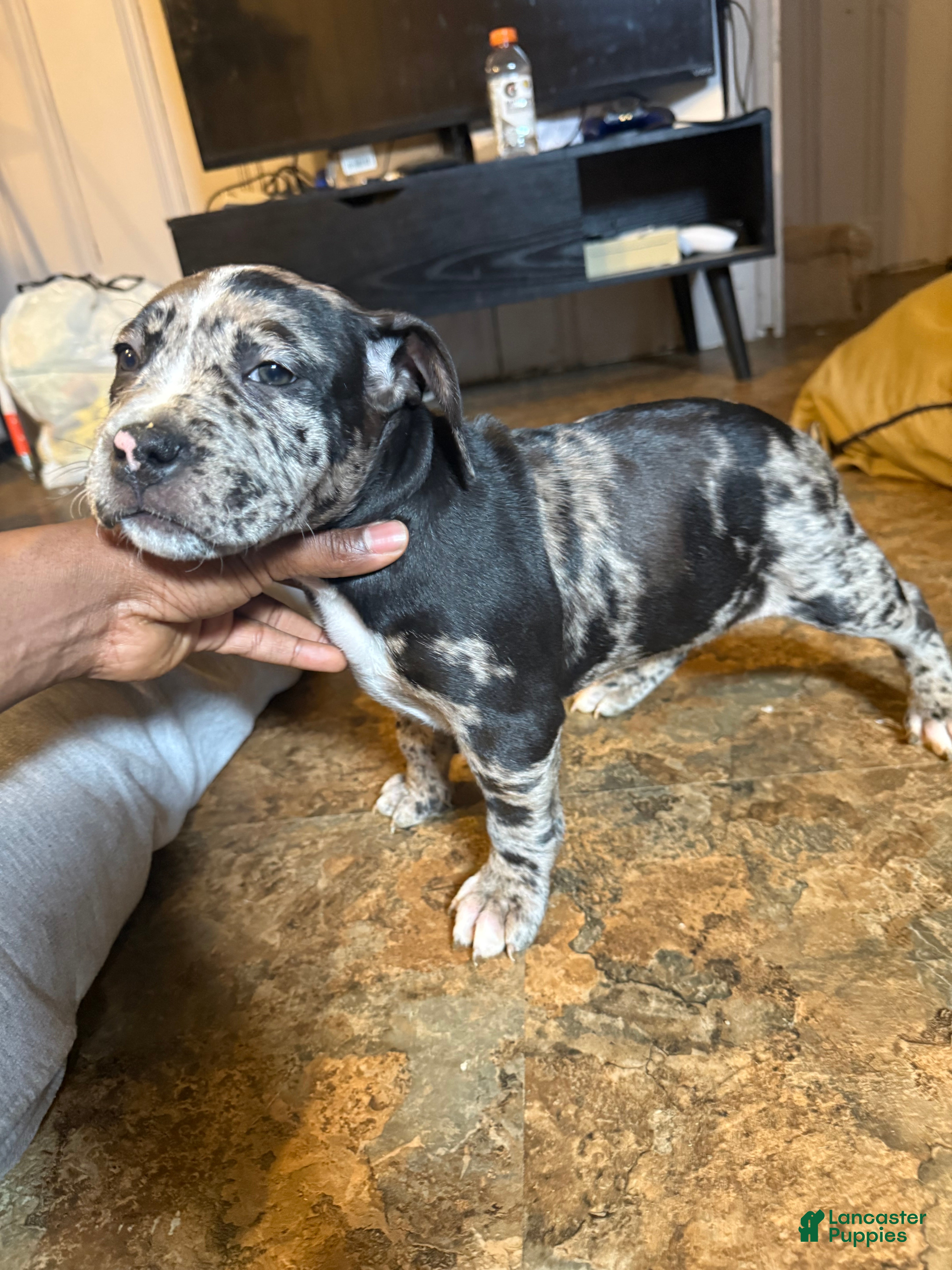 Mixed Breed dogs Mina - Ad 1